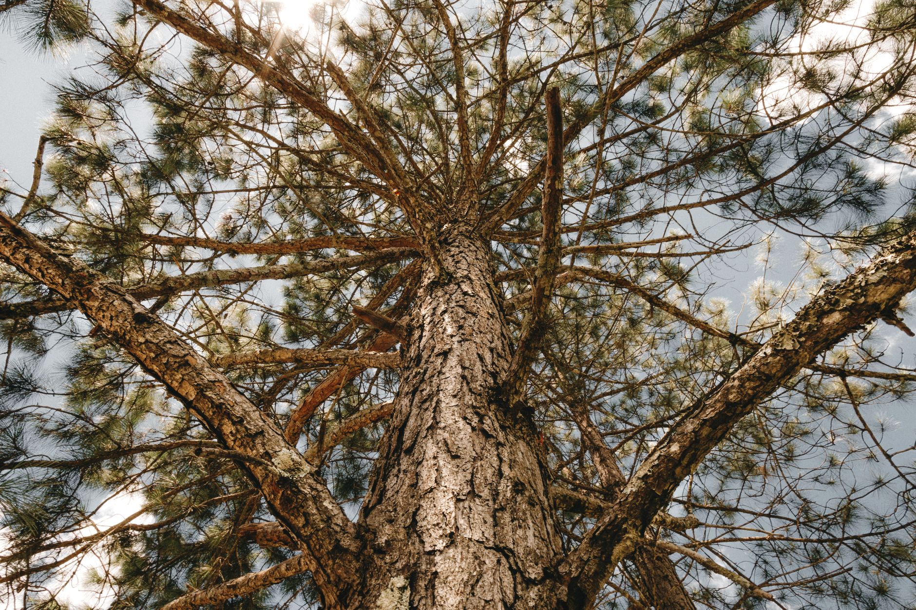 From bellow of majestic fragrant pine tree with thick branches and green needles under tranquil cloudy sky in Longview, TX